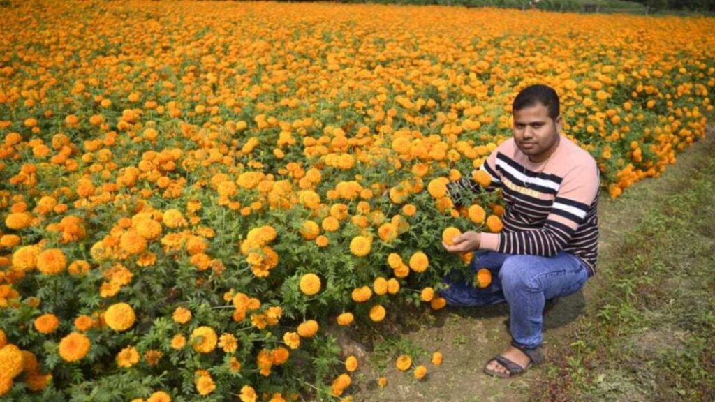 Marigold Farming 2025