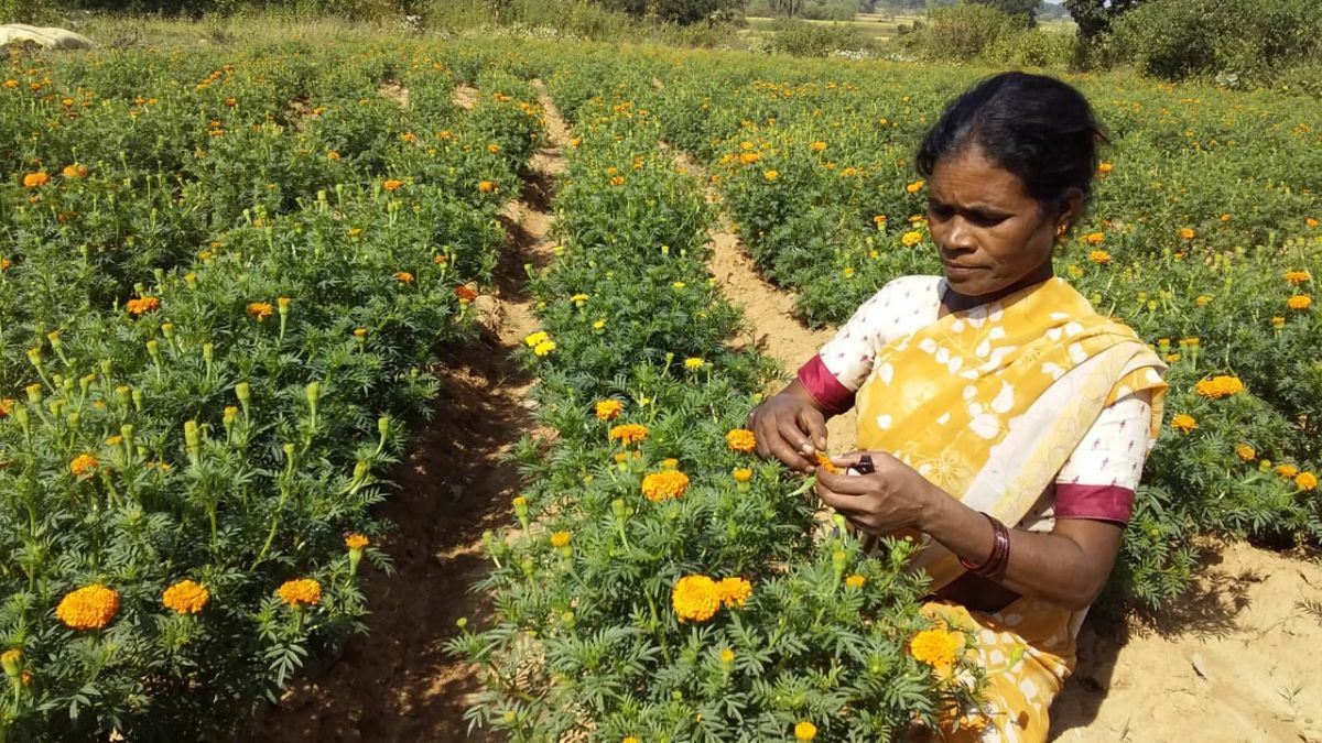 Marigold Farming 2025